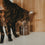 Vorratsglas Katze 13 cm (VE = 4 Stk.)