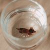 Figurglas Dackel (VE = 6 Stk.)