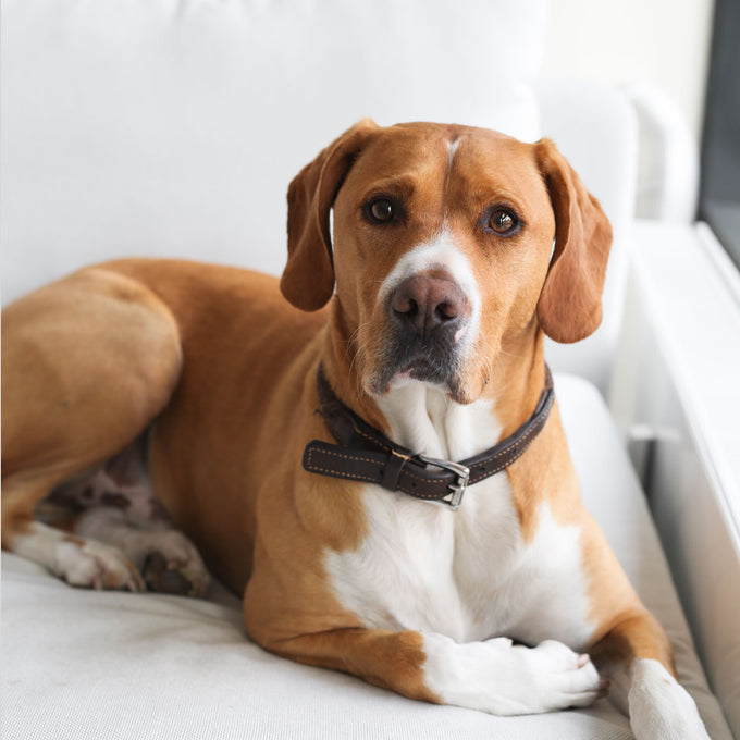 Hank - Bürohund