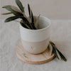 Oak Coaster Mama (PU = 8 pieces)