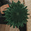 Papieranhänger Schneeflocke 30cm dunkelgrün (VE = 4 Stk.)