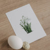 Aquarellkarte Snowdrop (VE = 10 Stk.)