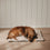 Hundedecke creme S (VE = 4 Stk.)