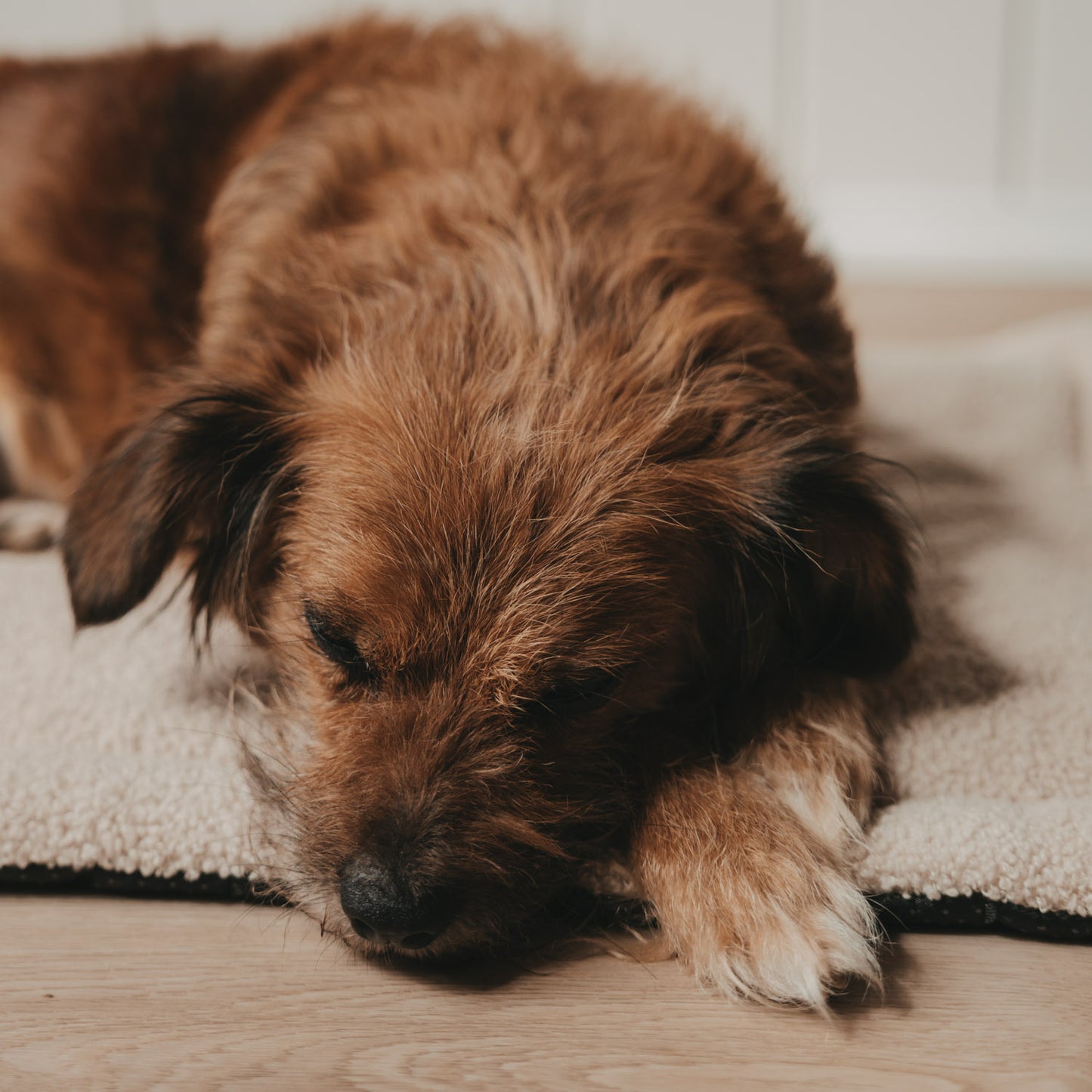 Hundedecke creme S (VE = 4 Stk.)