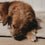 Hundedecke creme S (VE = 4 Stk.)