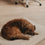 Hundedecke creme M (VE = 4 Stk.)