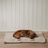 Hundedecke creme M (VE = 4 Stk.)
