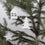 Wooden Pendant Fir white in a Set of 8 (VE= 8 pieces)