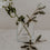 Vase made of glass small Love (PU = 6 pieces)