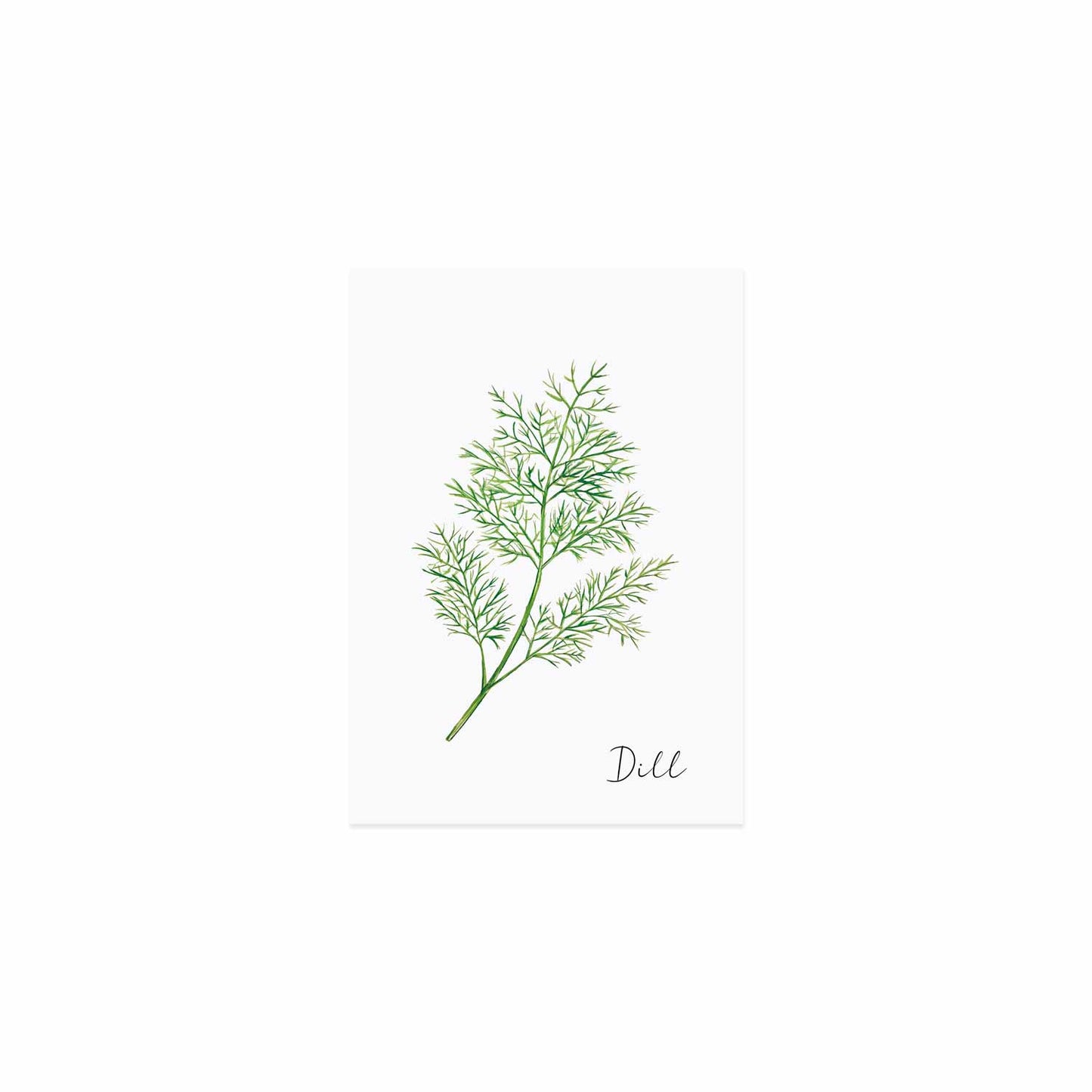 Kräuterkarte Dill (VE = 10 Stück)