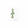 Kräuterkarte Oregano (UE = 10 Pièces)