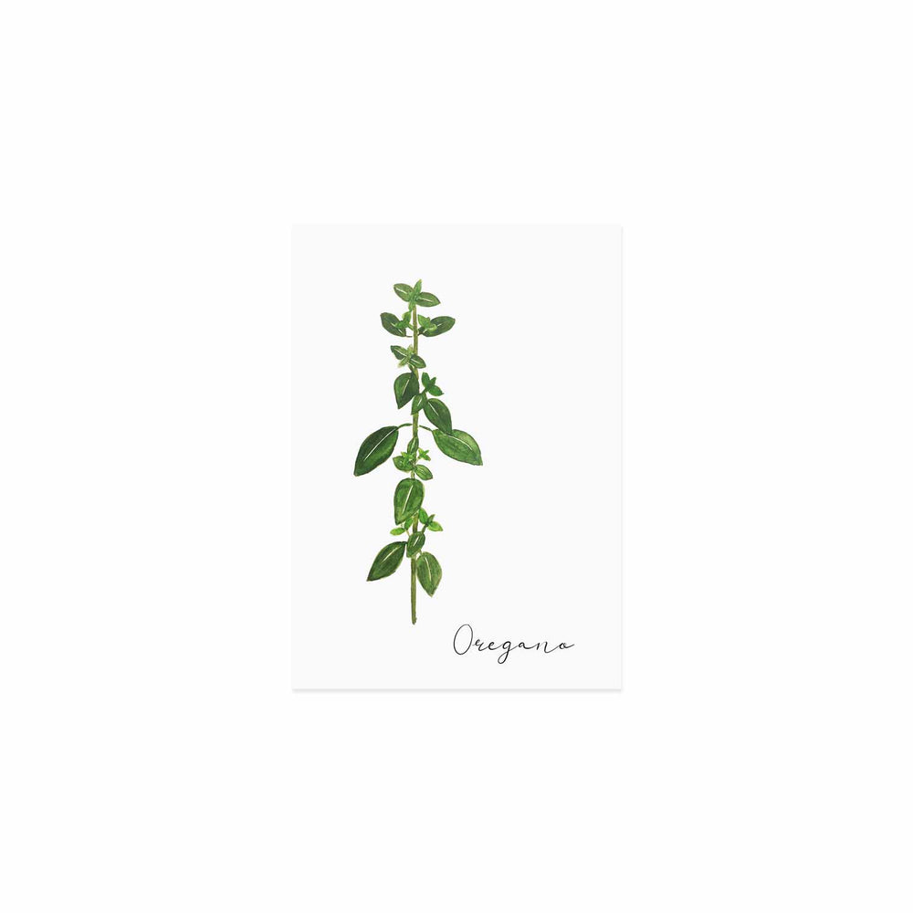 Kräuterkarte Oregano (UE = 10 Pièces)