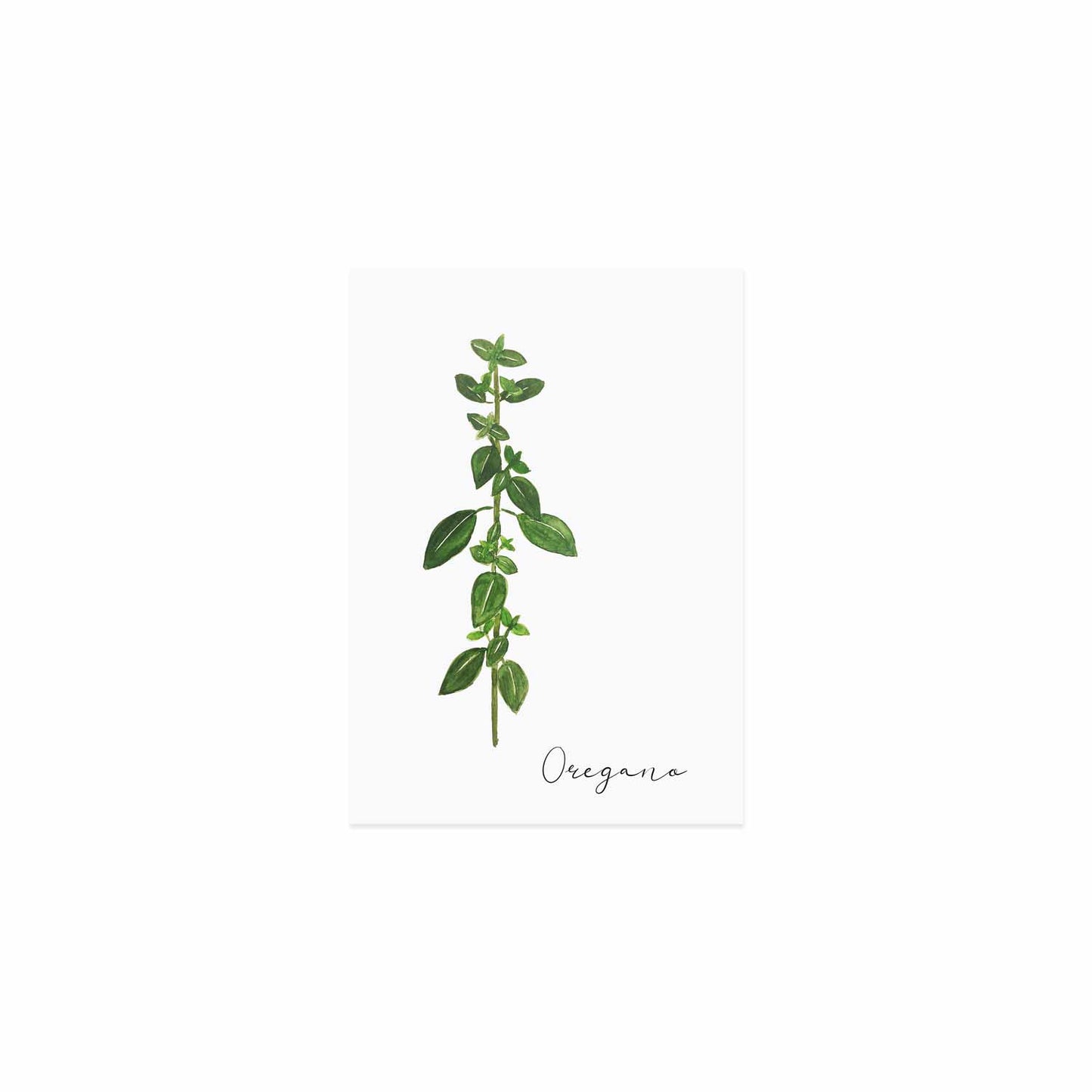 Kräuterkarte Oregano (UE = 10 Pièces)