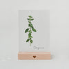 Kräuterkarte Oregano (UE = 10 Pièces)