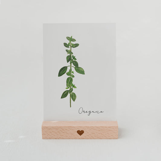 Kräuterkarte Oregano (UE = 10 Pièces)